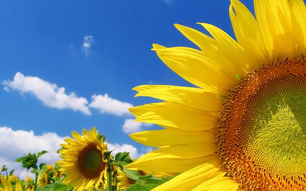 不要因为追求太多而享受它