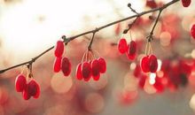 古风系说说 古风诗意说说