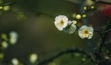 惊蛰愿你开心的句子