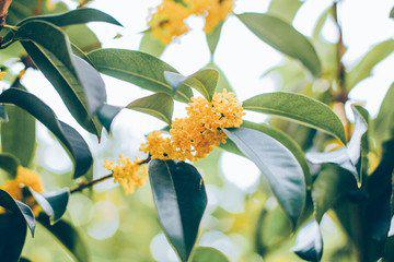  [描述八月桂花桂花的桂花]不要看它的小谦虚花