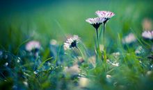 写给亲情的句子简短