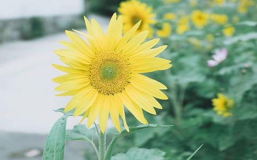 让我们看一下编辑编撰的赞美家人的句子