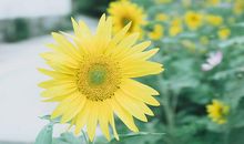 赞美家人亲情的句子