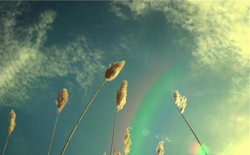 主编了一些关于赞美和喜爱的诗