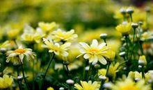 血脉和亲情的句子