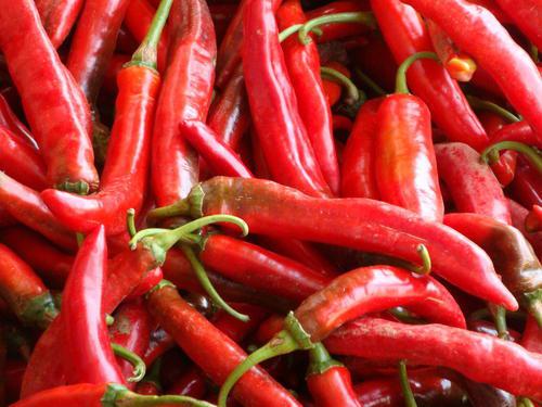 我们来看看小编编写的有关快乐饮食辣椒的句子