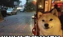 空间说说单身狗