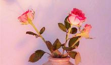 简单开心的优美句子