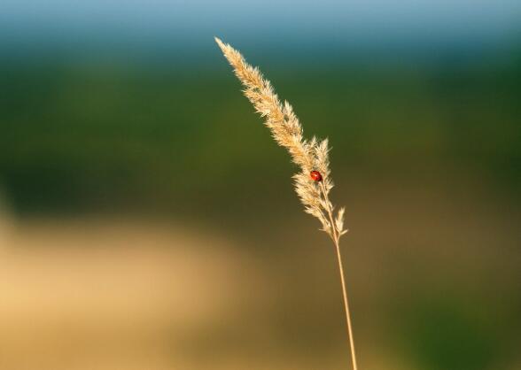 生活中最大的痛苦不是失败