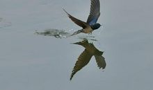 描写燕子飞翔的句子