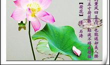 古代赞美荷花的诗句