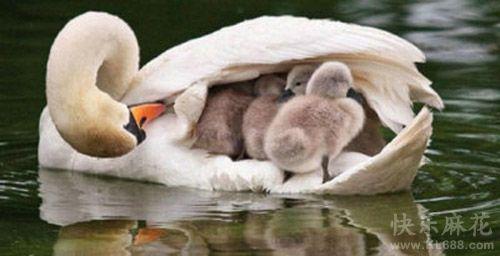 爱的情感和情感是什么