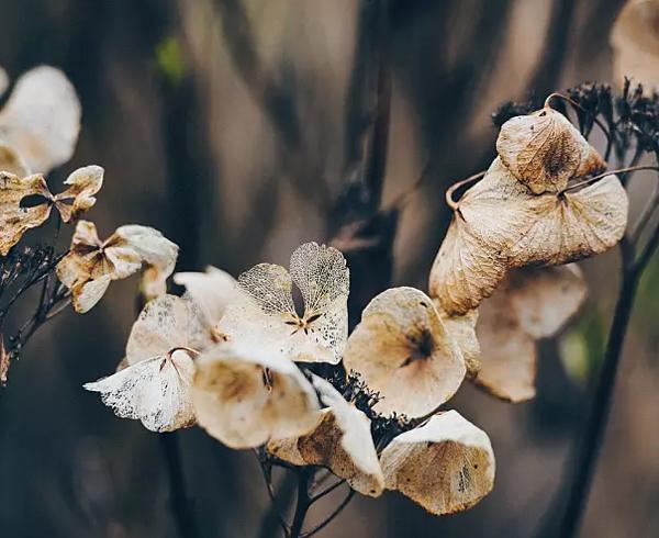 完美不一定是最美丽