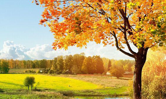 秋天是一个多彩的季节