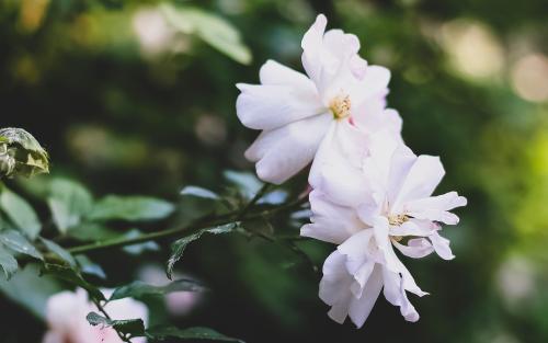 选择一个句子来表达你的心情