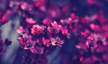 关于母亲节的句子优美