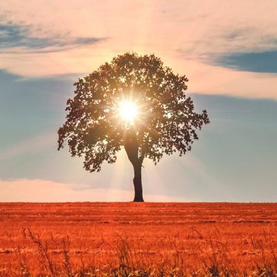 编辑整理了一些关于做梦的快乐的句子