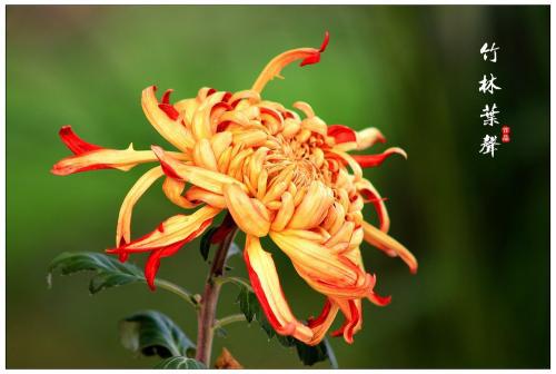 呼吸令人叹为观止