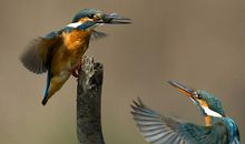 描写鸟儿的句子推荐