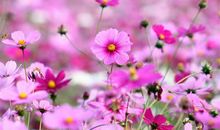 有时候有时候造句二年级