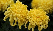 赞美秋菊的句子