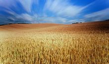 关于麦田的优美句子