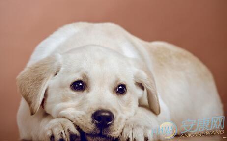   梦见狗正在交配