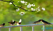 描写武汉春天的句子