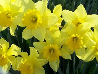 据说风铃草的开花代表着幸福的回归