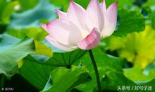 看书能让人心静的句子