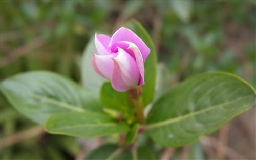 每个人都将与新皇冠作斗争