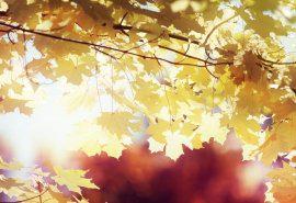 灿烂的笑容可以描述