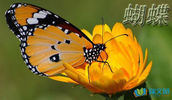 一对五颜六色的花朵和蝴蝶飘扬着美丽的翅膀