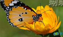 描写蜜蜂、蝴蝶、蜻蜓的美句