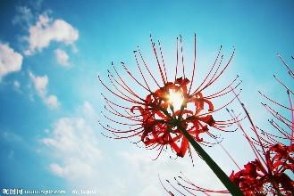 花与叶永不相遇