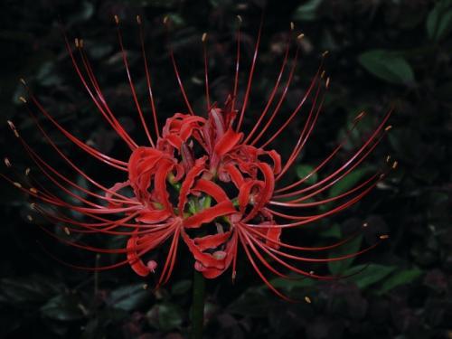 秋天开了一千年