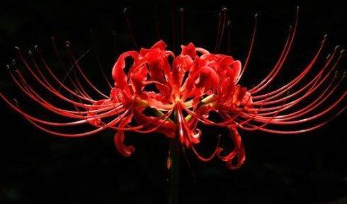 佛经有云：彼岸的花开了一千年