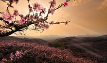 关于桃花的优美句子