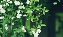 春暖花开的句子 表达春天来了的说说句子