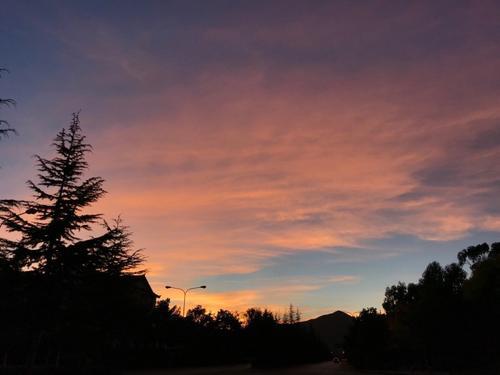 小狗藏在树荫下