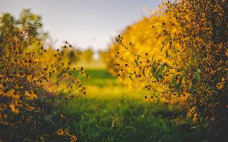 请欣赏小编关于希望人们幸福的句子