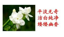 描写茉莉花的句子