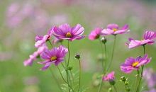 赞美友谊的友情句子