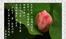 描写荷花品质的词语