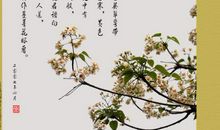 描写鸟的诗句古诗大全