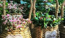 朋友圈怎么写花花草草的说说