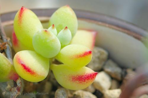 请欣赏由编辑编辑的可爱的2020句子