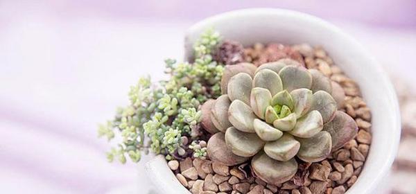 如何写第38届音乐节