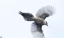 描写鸟飞翔的句子