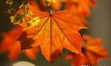 描写深秋红叶的句子